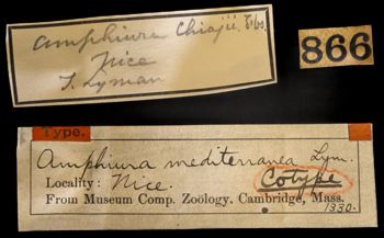 Media type: image;   Invertebrate Zoology OPH-1330 Description: Labels for this specimen included in the specimen tray.;  Aspect: labels